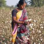 Rainfall Deficit Raises Concerns Among Cotton Farmers