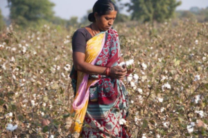 Rainfall Deficit Raises Concerns Among Cotton Farmers