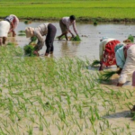 Cotton and Paddy Continue to Dominate District Agriculture