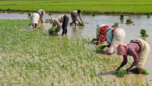Cotton and Paddy Continue to Dominate District Agriculture
